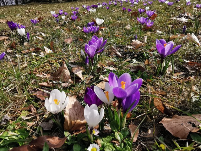 Wiosna w pełni. Pierwsze krokusy pojawiły się w parku w Kościelcu