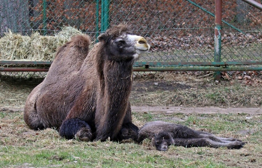 W gdańskim zoo na świat przyszła wielbłądzica dwugarbna!