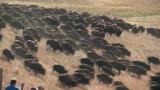 Kowboje przepędzili stado bizonów liczące ponad 1000 sztuk. Minęła 51. edycja Buffalo Roundup w Dakocie Południowej