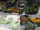 Ogromny wybór roślin na giełdzie w Sandomierzu. Kwiatki, krzewy i drzewka. Zobacz, jakie odmiany można było kupić w sobotę 28 maja