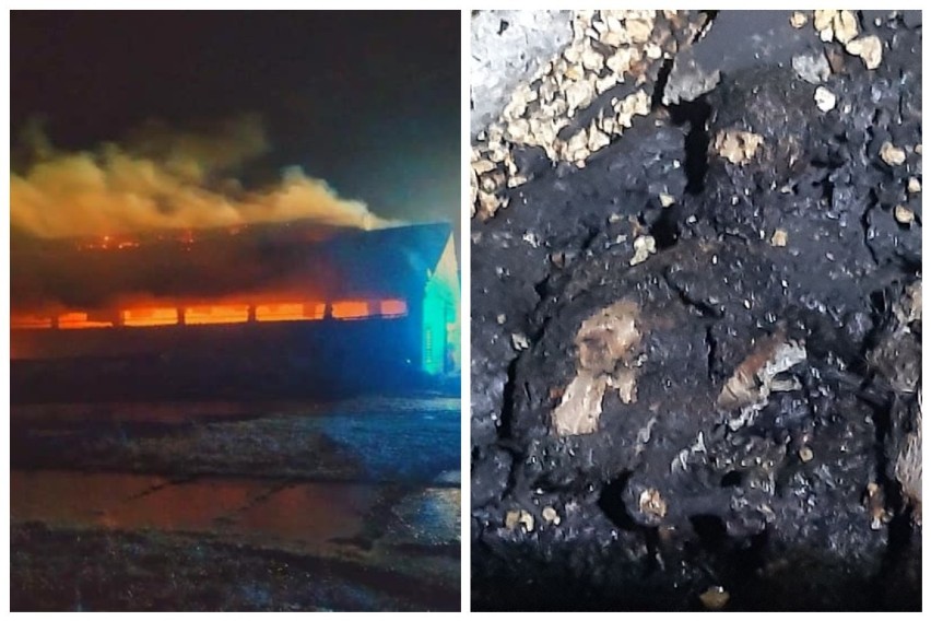 35 tys. perliczek spłonęło w pożarze fermy we wsi Waśki...