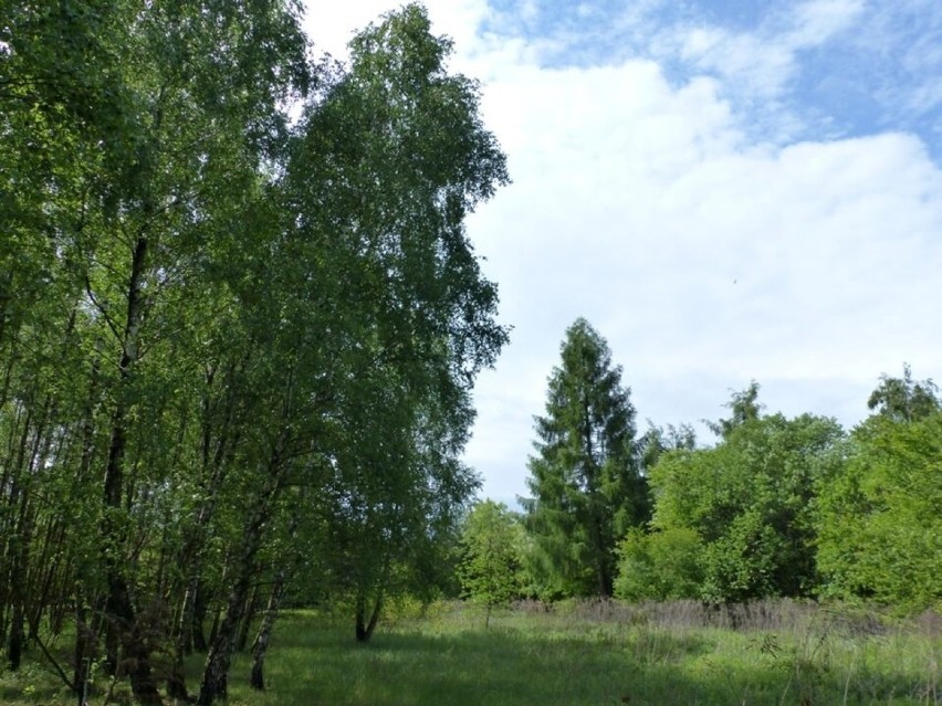 Zielona Ostoja między ulicami Centralną a Wycieczkową do...