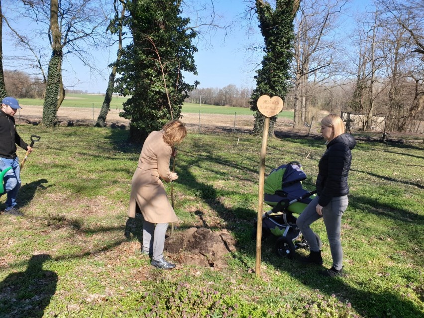 W gminie Śmigiel rozpoczęła się akcja "Drzewko Życia"