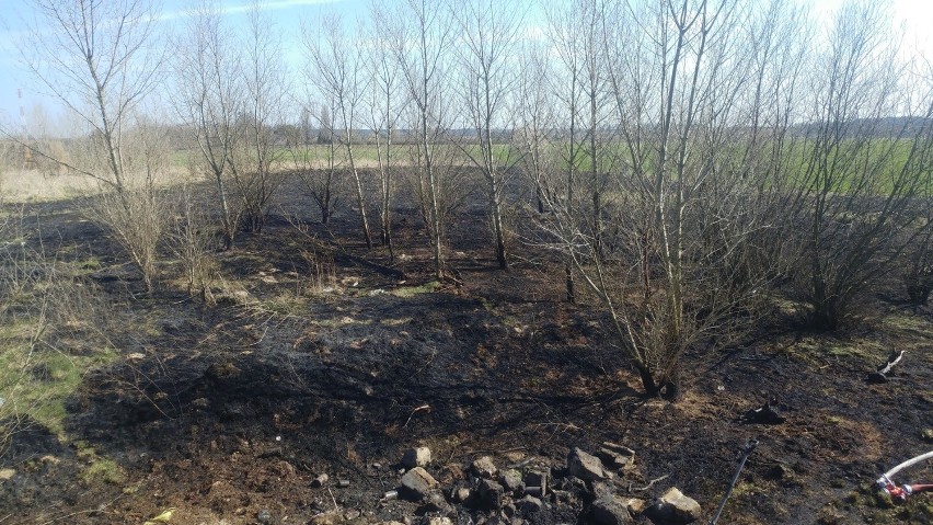 Ktoś  podpalił las koło wsi Ługi? Strażacy ochotnicy z Otynia są zaskoczeni. Paliły się też nieużytki w Kolsku niedaleko cmentarza