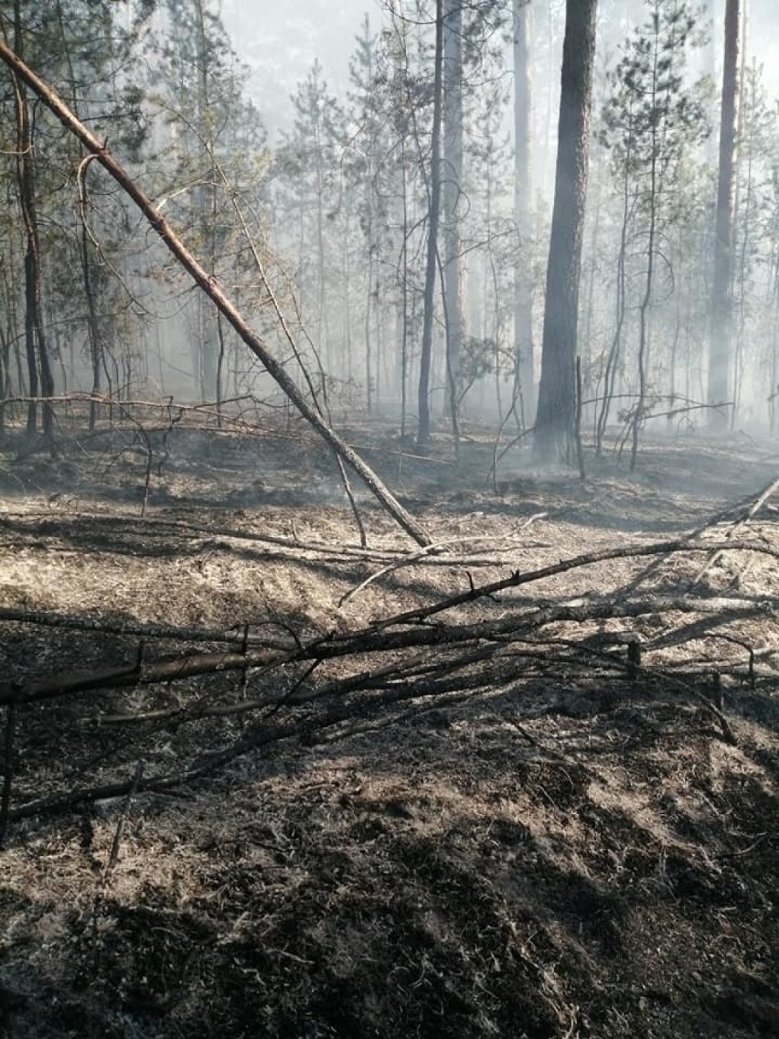 Ktoś  podpalił las koło wsi Ługi? Strażacy ochotnicy z Otynia są zaskoczeni. Paliły się też nieużytki w Kolsku niedaleko cmentarza