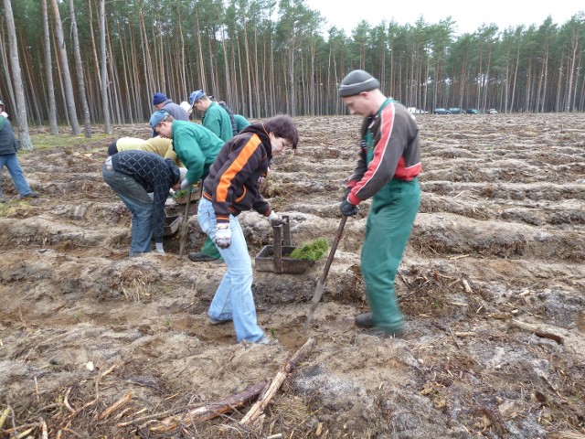 Zakłady Usług Leśnych do sadzenia młodych drzew zatrudniają dodatkowo nawet 2 tysiące osób, dla wielu to jedyny zarobek