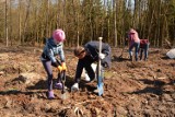 Szpęgawsk: Młodzież i znane osoby sadziły las ZDJĘCIA