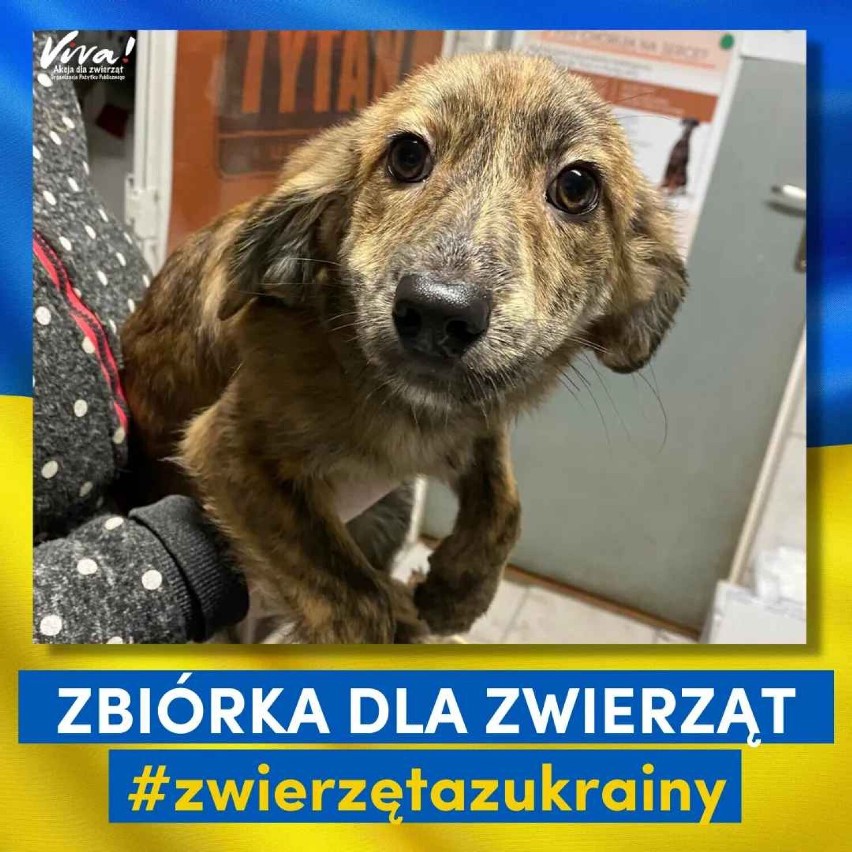 Trwa zbiórka karmy dla zwierząt z Ukrainy w Piotrkowie...