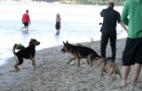 Sopot: Radni zgodzili się, aby psy mogły być wprowadzane na plażę, ale... tylko wieczorem