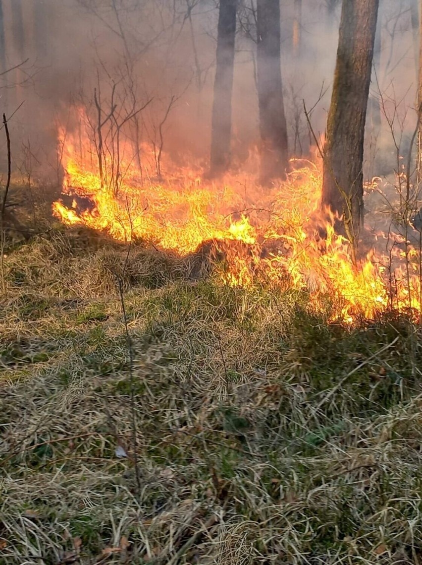 Kilkadziesiąt interwencji do pożarów traw, nieużytków i poszycia leśnego. Strażacy apelują
