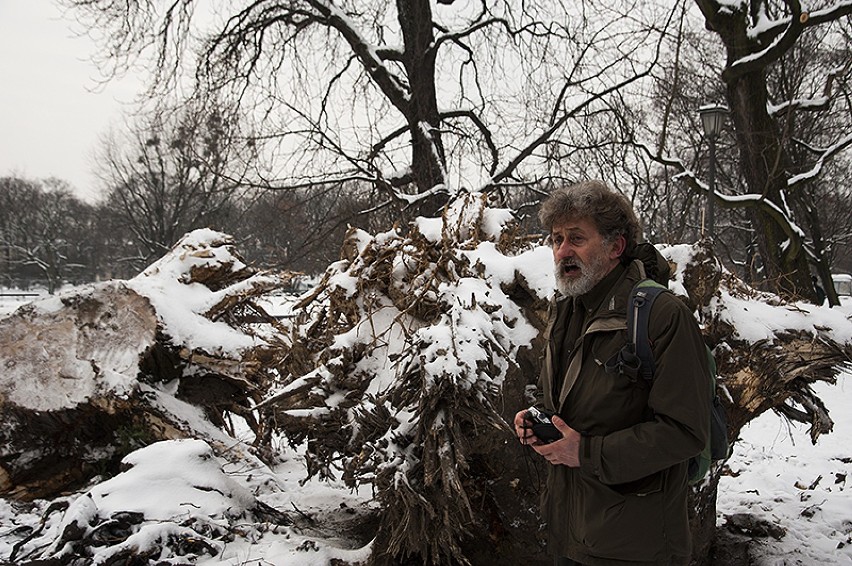 Arborysta Jerzy Nieswadba przy karpach drzew wyciętych w Ogrodzie Krasińskich