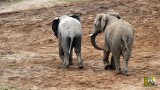 Zoo Poznań. Słoń Yzik rusza w świat! Wielkie pożegnanie w słoniarni już w weekend [ZDJĘCIA]