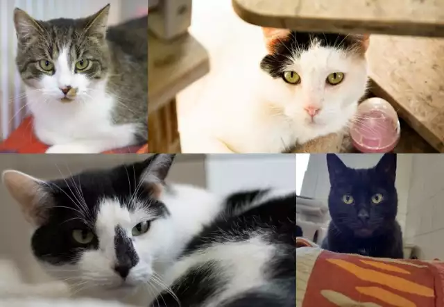 Na kolejnych slajdach znajdziesz zdjęcia i informacje o kotach do adopcji w Piotrkowie