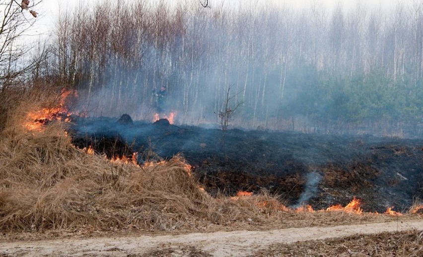 Pożary w Kwidzynie: Bezmyślnego wypalania traw ciąg dalszy