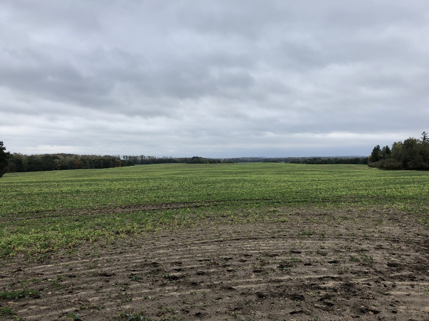 Gmina Malechowo: Planują budowę potężnej farmy fotowoltaicznej 