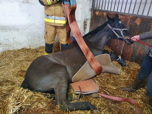Strażacy z Gniezna pomogli ratować konia w jednej z lokalnych stajni