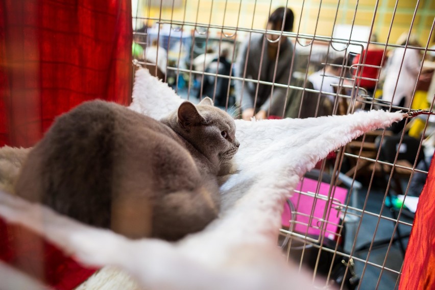 Międzynarodowa Wystawa Kotów Rasowych: zobaczcie najpiękniejsze mruczki!