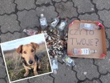 Poznań: Amerykanin sprząta miasto dla bezpieczeństwa swojego psa. "Jest pełno tłuczonego szkła i odchodów gołębi" [ZDJĘCIA, WIDEO]
