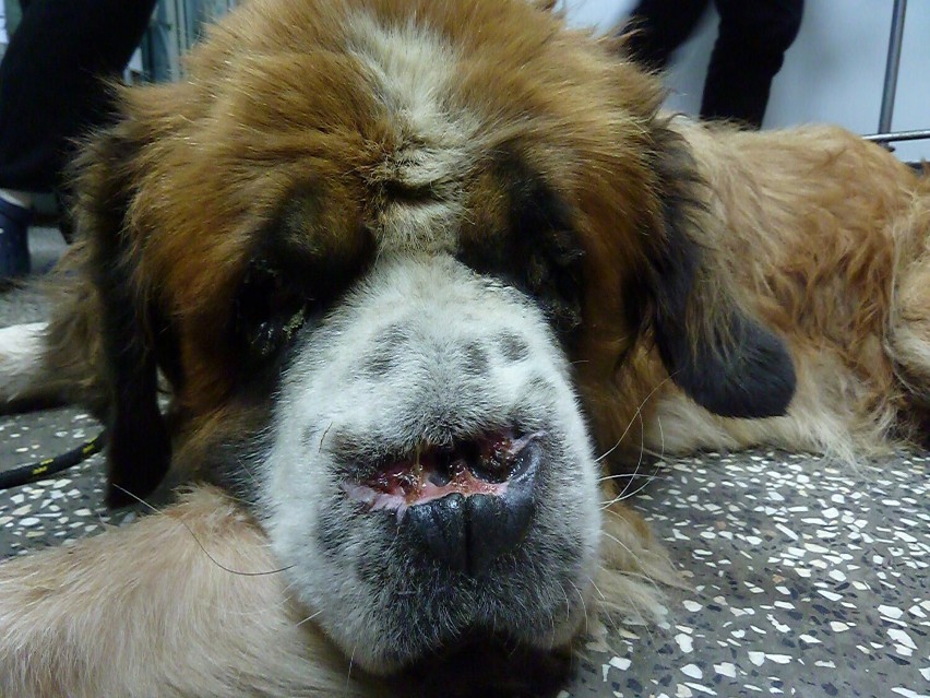 Bekon - pies, który stracił nos i został pozostawiony na śmierć, szuka kochającego domu