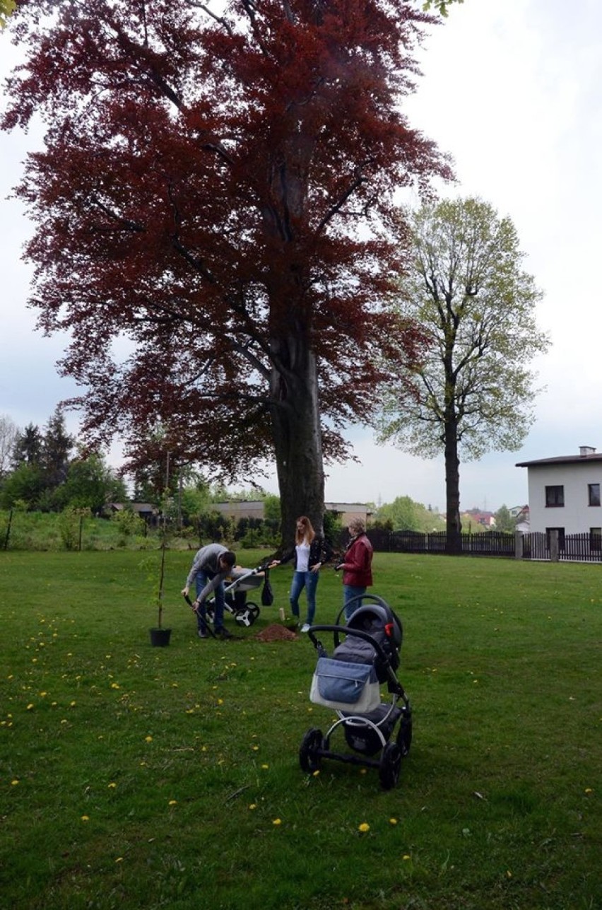 Skwer ojców w Jastrzębiu: posadzili drzewa dla dzieci