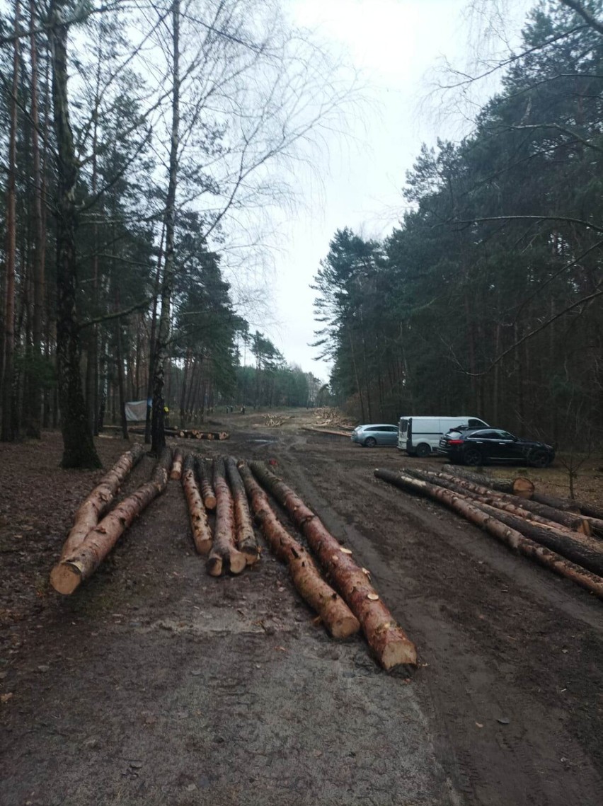 Trwa wycinka drzew przy plaży w Treście nad Zalewem Sulejowskim. W zalewie wciąż mało wody [ZDJĘCIA]