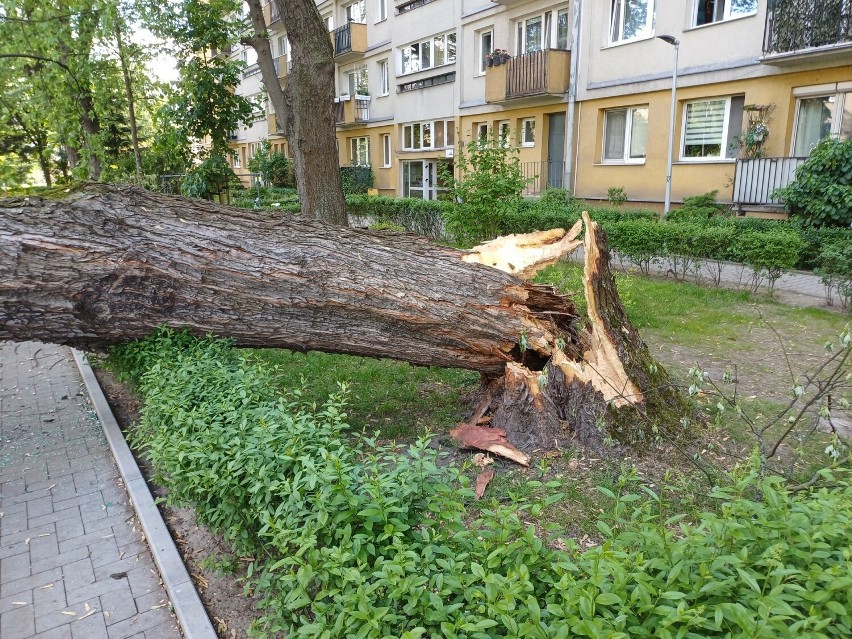 Powalone drzewo przy ul. Racławickiej w Krakowie