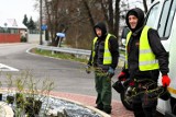 Nowe nasadzenia w Sandomierzu. Posadzono róże, brzozy, buki i inne drzewa. Gdzie rosną? Zobaczcie zdjęcia 