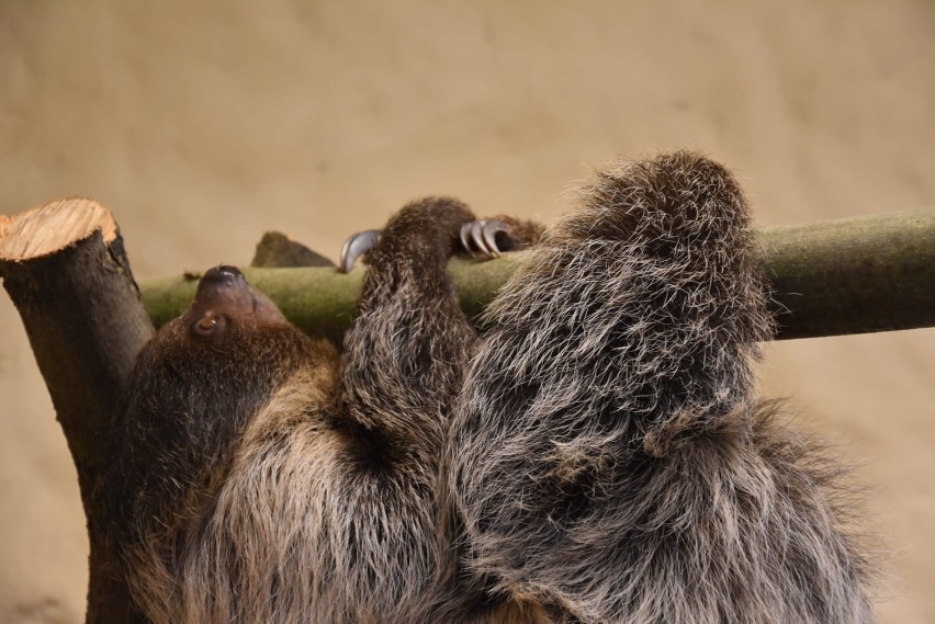 Zamojskie ZOO ma nowego mieszkańca. Zobacz zdjęcia