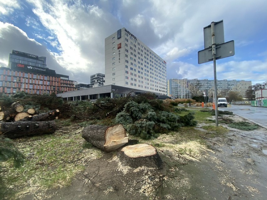 Drzewa rosnące w centrum Wrocławia są masowo wycinane. Mieszkańcy nie kryją oburzenia. Co na to miasto?