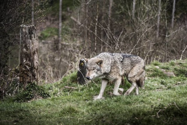 Wilki zagryzły psa w Wilkowisku pod Limanową? Do Nadleśnictwa nie dotarło oficjalne zgłoszenie