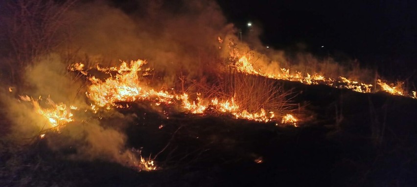 Pożar trawy w Kaczynosie Kolonii