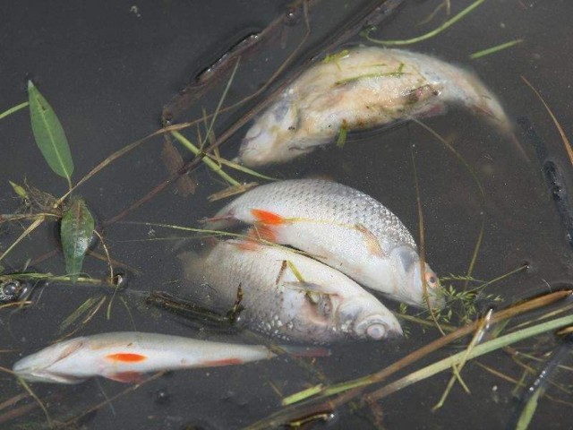 Martwe ryby pływają w zalewie już od kilku dni