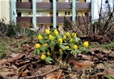 Wiosna już w Goleniowie. Zieleni się, żółci i bieli