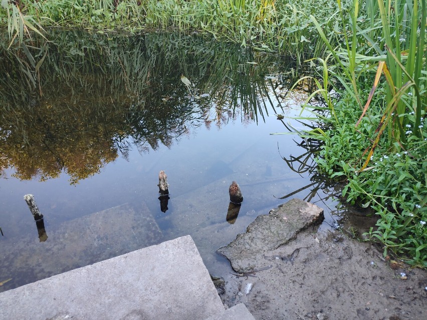 Skrzyżowanie rzek w Wągrowcu. W rzekach znów nie widać wody. Zarośnięte koryta to już norma? 
