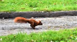 W Sławnie wiewiórki dokazywały w parku koło SDK. Zdjęcia. Pozazdrościły biegaczom
