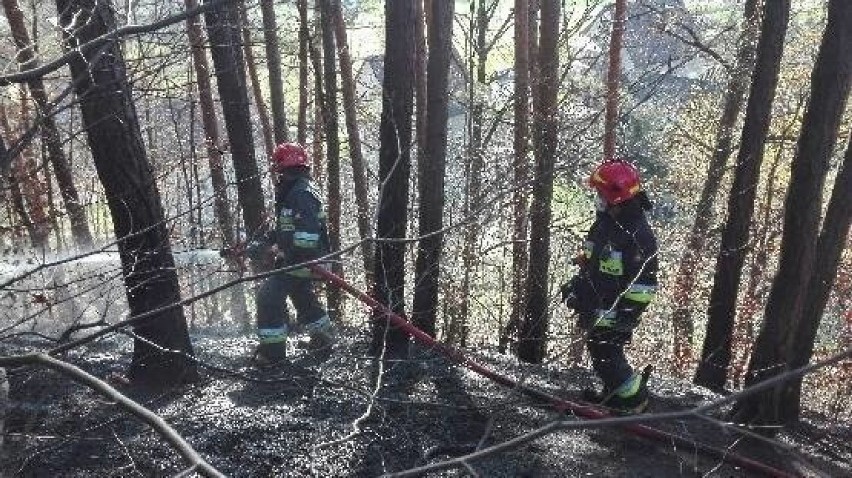 Lasy znów zostaną zamknięte? Strażacy: jest niebezpiecznie sucho. W tym roku w Małopolsce lasy płonęły już blisko 70 razy!