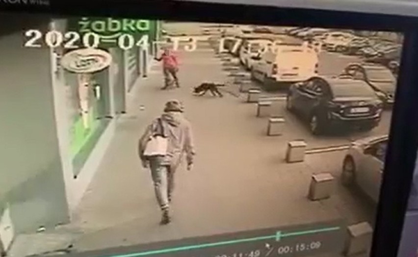 Strach padł na właścicieli psów na wrocławskim Grabiszynie. Jeden pies zagryziony, drugi ranny...
