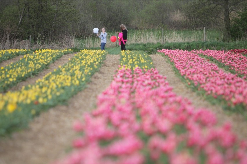 Wiele odmian tulipanów uprawianych w Chrzypsku to polskie...