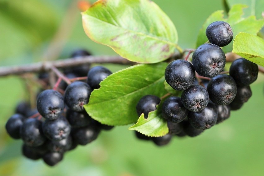 Aronia dojrzewa pod koniec lata, ale już teraz warto mieć na...