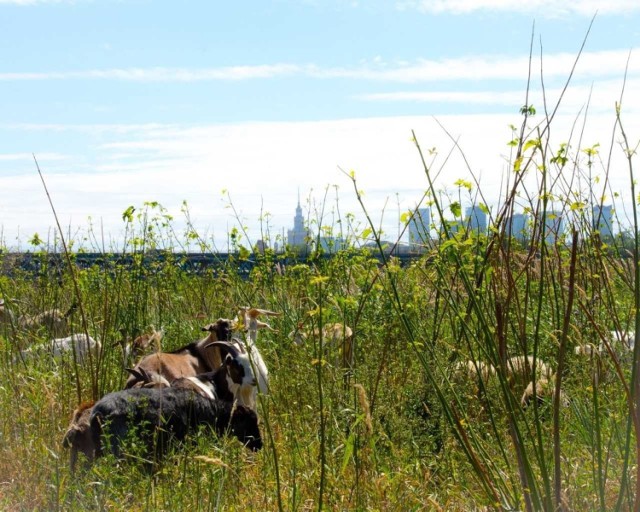 Na wyspie znajdującej się obok mostu Gdańskiego pojawiły się kozy i owce. Zwierzęta mają za zadanie usunięcie trawy, która rośnie na wyspie. Szczegóły w artykule poniżej.
