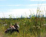 "Naturalne kosiarki" zamieszkały nadwiślańską wyspę. Owce i kozy spacerują niemal w centrum miasta 