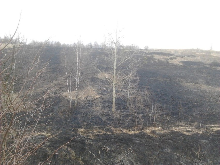 Świerklany: pożar trawy na hałdzie w Jankowicach