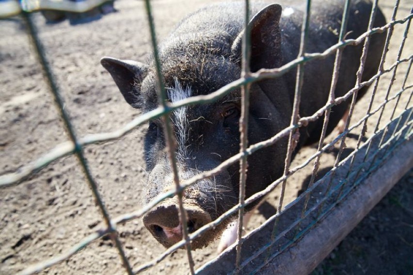 Akcent ZOO Białystok. Wietnamskie świnki na sprzedaż [FOTO]