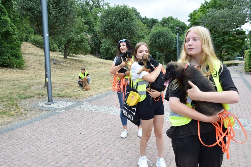 Do adopcji psów z sandomierskiego "Przytuliska na Wiśniowej"...