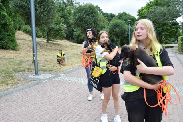 Do adopcji psów z sandomierskiego "Przytuliska na Wiśniowej" zachęcała sobotnia akcja  zorganizowana w ramach  19. edycji Festiwalu Filmów-Spotkań NieZwykłych.