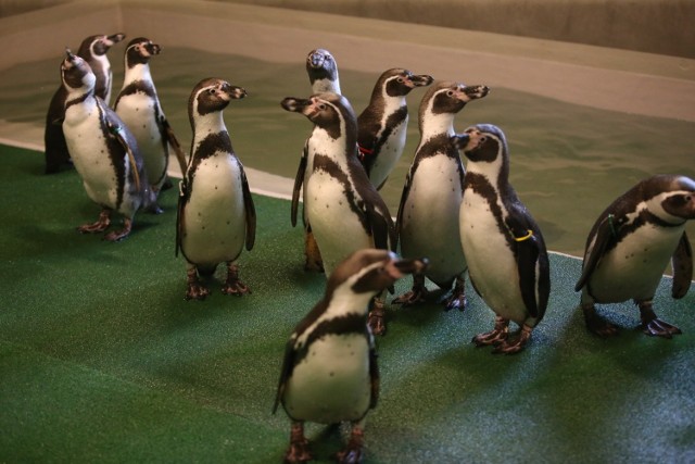 Pingwiny ze Śląskiego Ogrodu Zoologicznego czekają na gości
Zobacz kolejne zdjęcia/plansze. Przesuwaj zdjęcia w prawo - naciśnij strzałkę lub przycisk NASTĘPNE