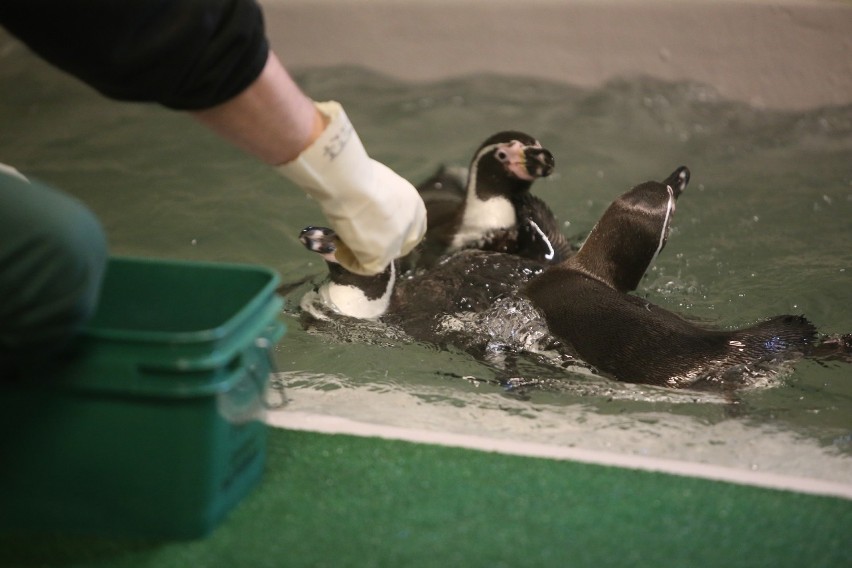 Pingwiny ze Śląskiego Ogrodu Zoologicznego czekają na...