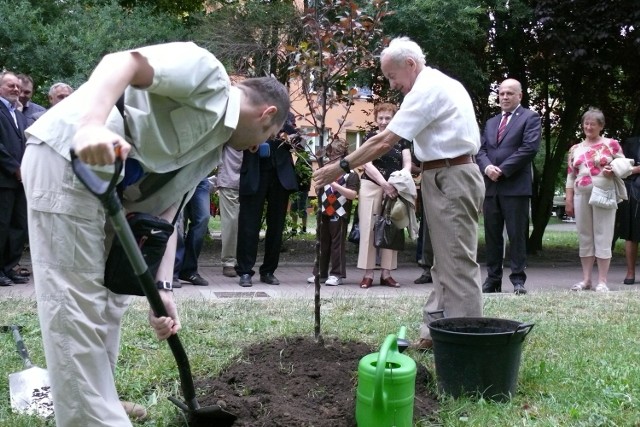 Marian Sobutkowski ma już swoją jabłoń w Rajskiej Alei