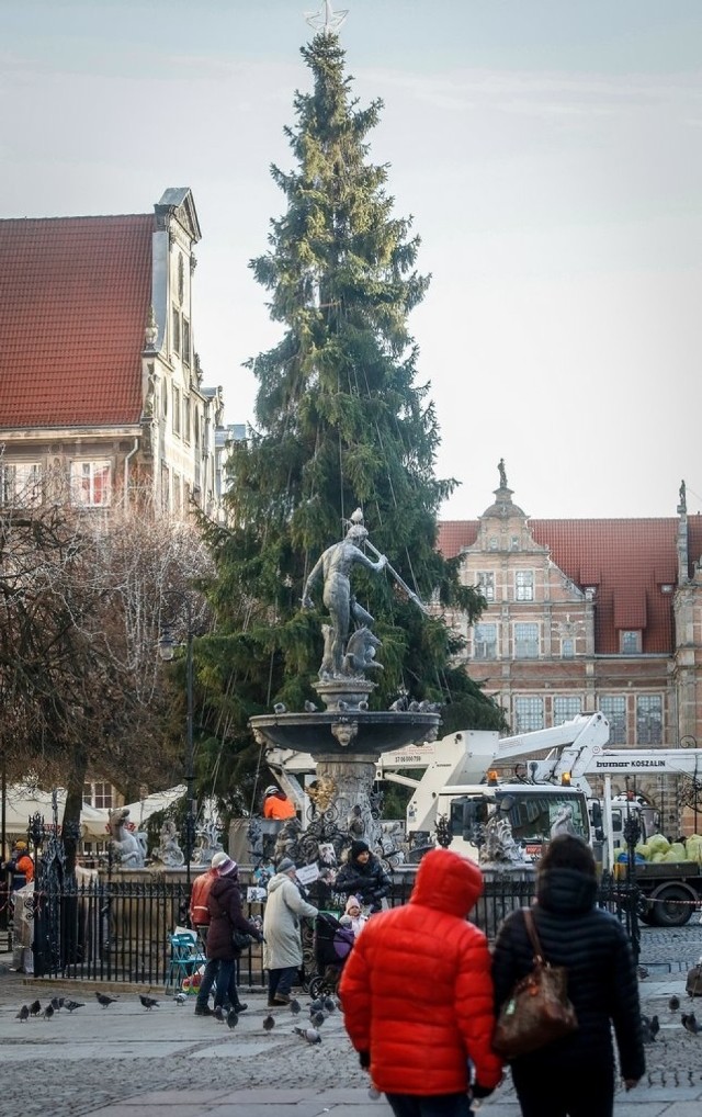W tym roku gdańska choinka stanęła na Długim Targu. Ma ok. 25 metrów długości i przyjechała z gminy Lipusz. W sobotę na drzewku zamontowano lampki.