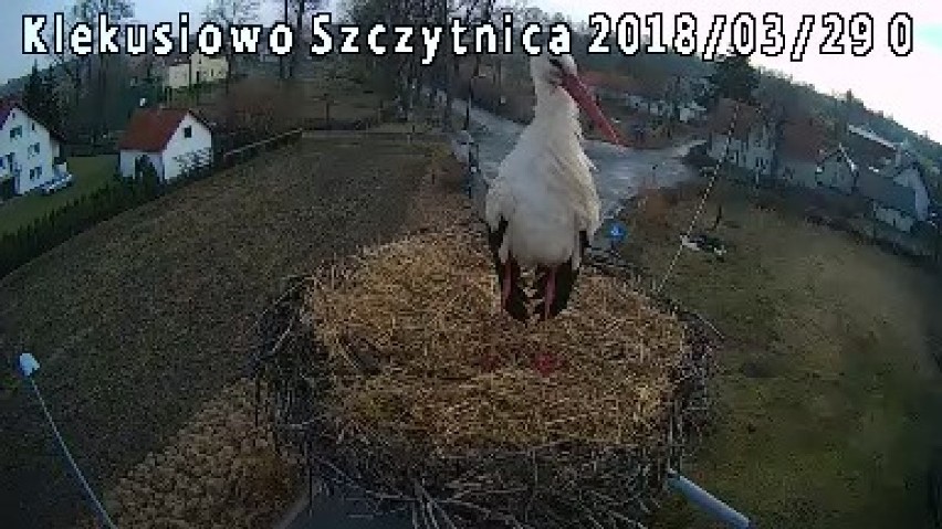 Pierwszy bocian wylądował w gnieździe Klekusiowa! Wygląda na to, że to Kleo